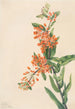Asclépiade tubéreuse Asclepias tuberosa - Mary Vaux Walcott — näkymä teoksesta