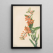 Asclépiade tubéreuse Asclepias tuberosa - Mary Vaux Walcott — kehystetty taideteos seinällä