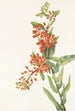 Asclépiade tubéreuse Asclepias tuberosa - Mary Vaux Walcott — näkymä teoksesta