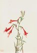 Kalifornian fuksia Zauschneria californica - Mary Vaux Walcott — näkymä teoksesta