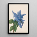 Kalifornian laventeli Ceanothus thyrsiflorus - Mary Vaux Walcott — kehystetty taideteos seinällä