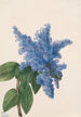 Kalifornian laventeli Ceanothus thyrsiflorus - Mary Vaux Walcott — näkymä teoksesta