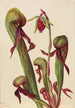 Kalifornian sarracen Chrysamphora californica - Mary Vaux Walcott — näkymä teoksesta