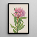 Kalifornian rhododendron Rhododendron californicum - Mary Vaux Walcott — kehystetty taideteos seinällä