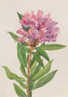 Kalifornian rhododendron Rhododendron californicum - Mary Vaux Walcott — näkymä teoksesta
