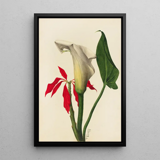 Mary Vaux Walcott - Calla Lily.webp