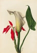 Arum - Mary Vaux Walcott — näkymä teoksesta