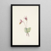 Calypso Cytherea bulbosa - Mary Vaux Walcott — kehystetty taideteos seinällä