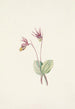 Calypso Cytherea bulbosa - Mary Vaux Walcott — näkymä teoksesta