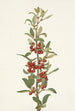 Kanadan Lepargyrea canadensis - Mary Vaux Walcott — näkymä teoksesta