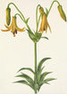 Kanadan lilja Lilium canadense - Mary Vaux Walcott — näkymä teoksesta