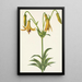 Kanadan lilja Lilium canadense - Mary Vaux Walcott — kehystetty taideteos seinällä