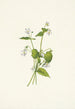 Kanadan violetti Viola canadensis - Mary Vaux Walcott — näkymä teoksesta