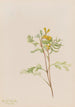 Capnoides aureum - Mary Vaux Walcott — näkymä teoksesta