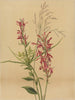 Fleur cardinale Lobelia cardinalis - Mary Vaux Walcott — näkymä teoksesta