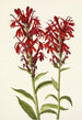 punainen Lobelia cardinalis - Mary Vaux Walcott — näkymä teoksesta