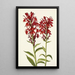 punainen Lobelia cardinalis - Mary Vaux Walcott — kehystetty taideteos seinällä