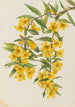 Carolinan jasmiini Gelsemium sempervirens - Mary Vaux Walcott — näkymä teoksesta