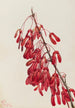 Carolinan vaahtera Acer carolinianum - Mary Vaux Walcott — näkymä teoksesta