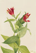 Marylandin spigelia Spigelia marylandica - Mary Vaux Walcott — näkymä teoksesta