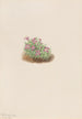 Silene acaulis - Mary Vaux Walcott — näkymä teoksesta
