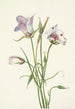 Catalina Mariposa Calochortus catalinae - Mary Vaux Walcott — näkymä teoksesta