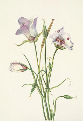 Mary Vaux Walcott - Catalina Mariposa Calochortus catalinae.webp