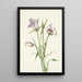 Catalina Mariposa Calochortus catalinae - Mary Vaux Walcott — kehystetty taideteos seinällä
