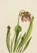 Catesbyn sarracenia Sarracenia catesaei - Mary Vaux Walcott — näkymä teoksesta