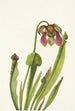 Catesbyn sarracenia Sarracenia catesbaei - Mary Vaux Walcott — näkymä teoksesta