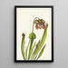 Catesbyn sarracenia Sarracenia catesbaei - Mary Vaux Walcott — kehystetty taideteos seinällä