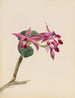 Cattleya fier - Mary Vaux Walcott — näkymä teoksesta