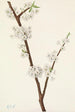 Chickasaw-luumun Prunus angustifolia - Mary Vaux Walcott — näkymä teoksesta