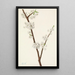 Chickasaw-luumun Prunus angustifolia - Mary Vaux Walcott — kehystetty taideteos seinällä