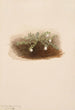 Chiogenes hispidula - Mary Vaux Walcott — näkymä teoksesta