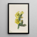 Cholla Opuntia whipplei - Mary Vaux Walcott — kehystetty taideteos seinällä