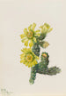 Cholla Opuntia whipplei - Mary Vaux Walcott — näkymä teoksesta