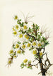 Cliffrose Cowania stanshuriana - Mary Vaux Walcott — näkymä teoksesta