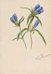 Gentiana andrewskii - Mary Vaux Walcott — näkymä teoksesta