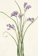 Hookera pauciflora - Mary Vaux Walcott — näkymä teoksesta