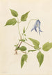 Clematis columbiana - Mary Vaux Walcott — näkymä teoksesta
