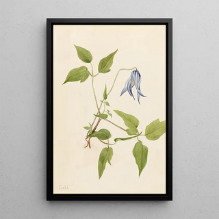 Mary Vaux Walcott - Columbia Clematis Clematis columbiana.webp