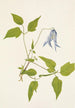 Columbia Clematis columbiana - Mary Vaux Walcott — näkymä teoksesta