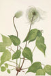 Columbia Clematis columbiana hedelmä - Mary Vaux Walcott — näkymä teoksesta