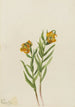 Kolumbian lilja Lilium columbianum - Mary Vaux Walcott — näkymä teoksesta