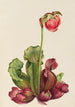 tavallinen purppura-sarracenia Sarracenia purpurea venosa - Mary Vaux Walcott — näkymä teoksesta