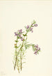 Conradina verticillata - Mary Vaux Walcott — näkymä teoksesta