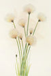 Linaigrette Eriophorum chamissonis - Mary Vaux Walcott — näkymä teoksesta