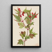 Viorne Cranberry Viburnum pauciflorum - Mary Vaux Walcott — kehystetty taideteos seinällä