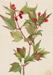 Viorne Cranberry Viburnum pauciflorum - Mary Vaux Walcott — näkymä teoksesta